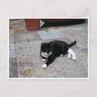 Hemingway House Kattunge Vykort