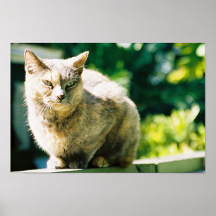 Hemingway-katt 3 - Poster och skriv ut