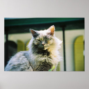Hemingwaykatt 2 - Poster och skriv ut