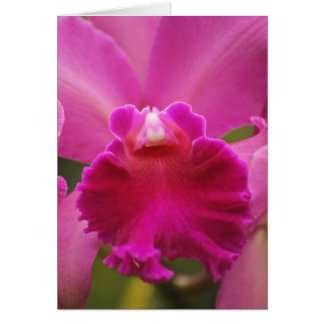 Hemligt Orchid Hälsningskort
