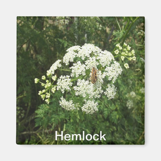 Hemlock Magnet (Framsidan)