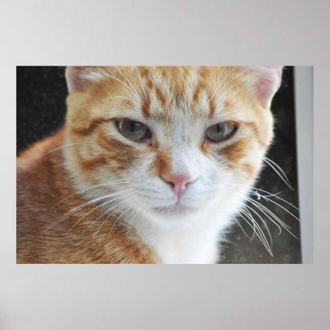hemlös katt bakom fönstret poster (Framsidan)