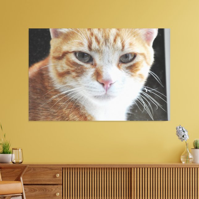 Hemmungslös katt bakom fönstret . canvastryck (Insitu (Vardagsrum))