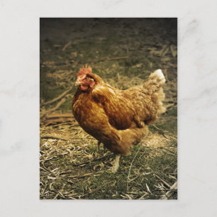 Hen Chicken Bird Farm Farmyard Animal Poultry Vykort