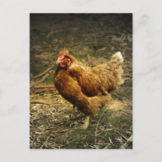 Hen Chicken Bird Farm Farmyard Animal Poultry Vykort