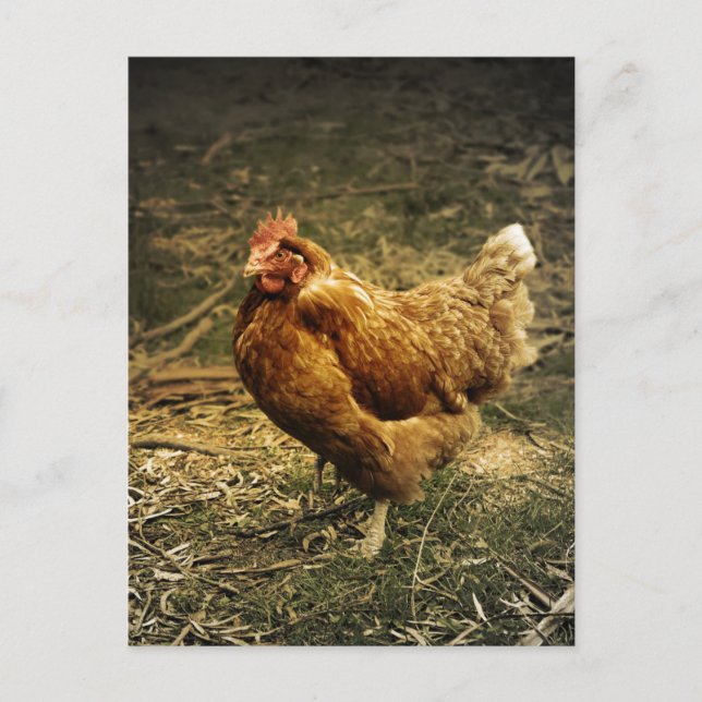 Hen Chicken Bird Farm Farmyard Animal Poultry Vykort (Framsida)