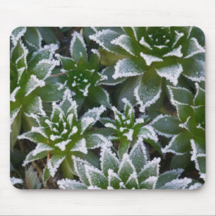 Hen & Chicks-suckulent med frost i gryningen Musmatta
