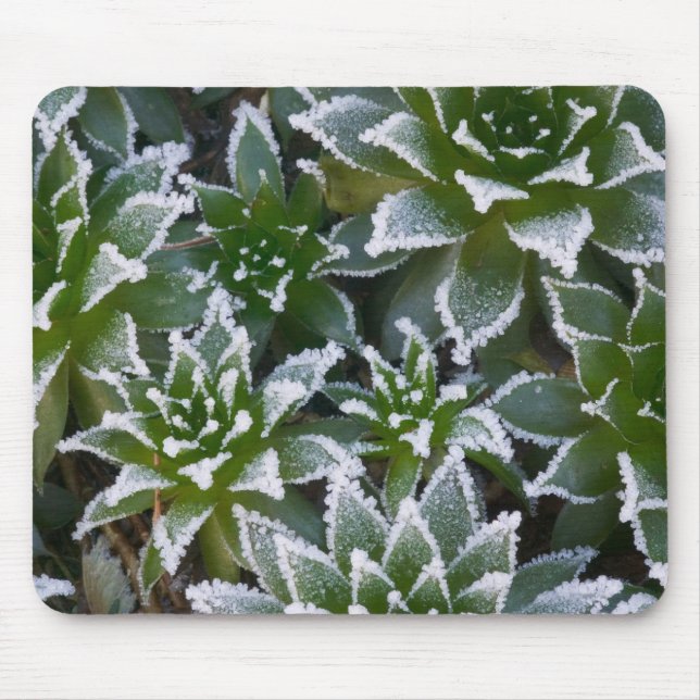 Hen & Chicks-suckulent med frost i gryningen Musmatta (Framsidan)