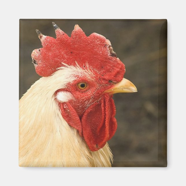 Hen Close-Up Magnet (Framsidan)