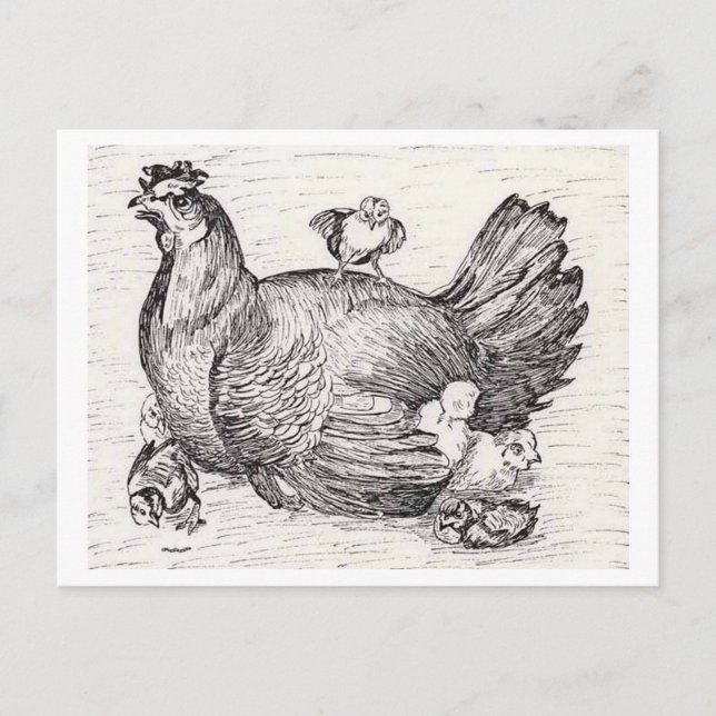 Hen med hennes Chickar Vykort (Framsida)