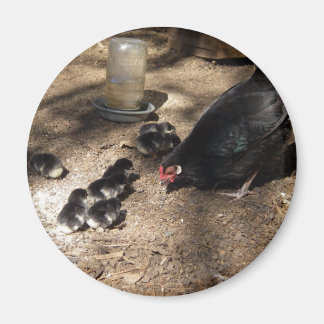 Hen och Baby Chick Magnet