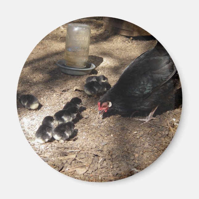 Hen och Baby Chick Magnet (Framsidan)