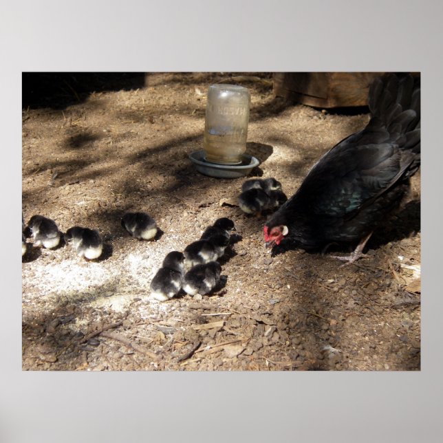 Hen- och Baby-Chickar Poster (Framsidan)