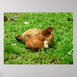 Hen och Chick Poster