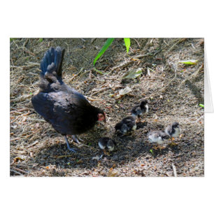 Hen och Chickar Hälsningskort