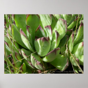 Hen och chickar (Sempervivum) Poster