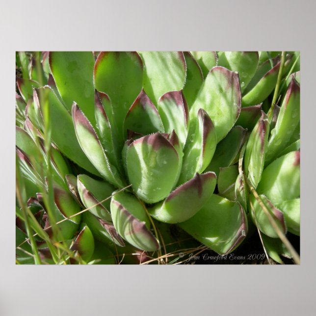 Hen och chickar (Sempervivum) Poster (Framsidan)