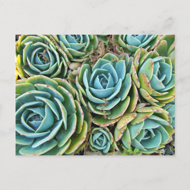 Hen och Chickar Vykort (Framsida)