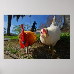 Hen och tupp poster