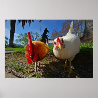 Hen och tupp poster