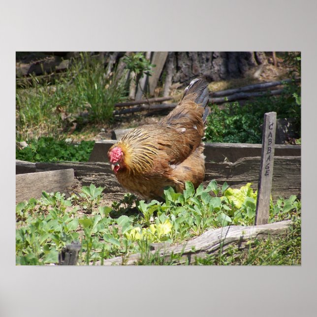Hen poster (Framsidan)