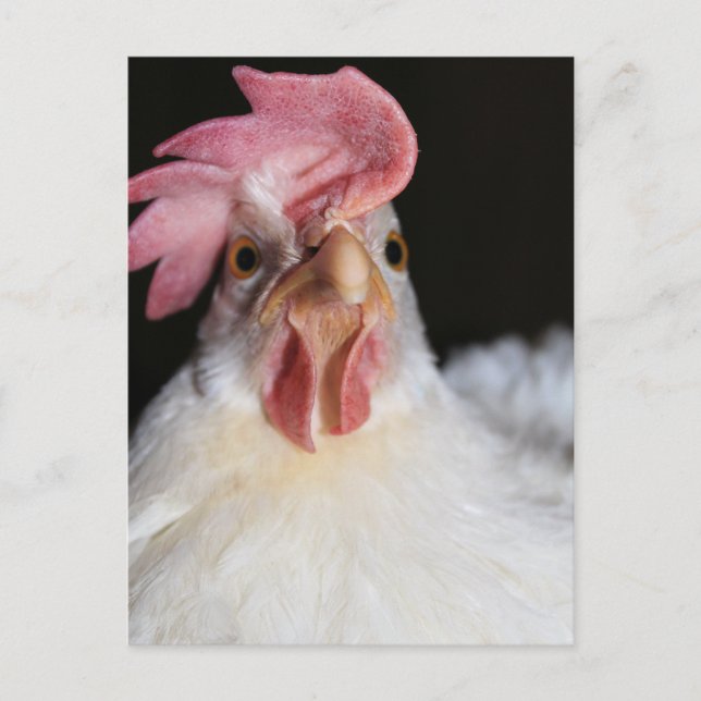 Hen Vykort (Framsida)