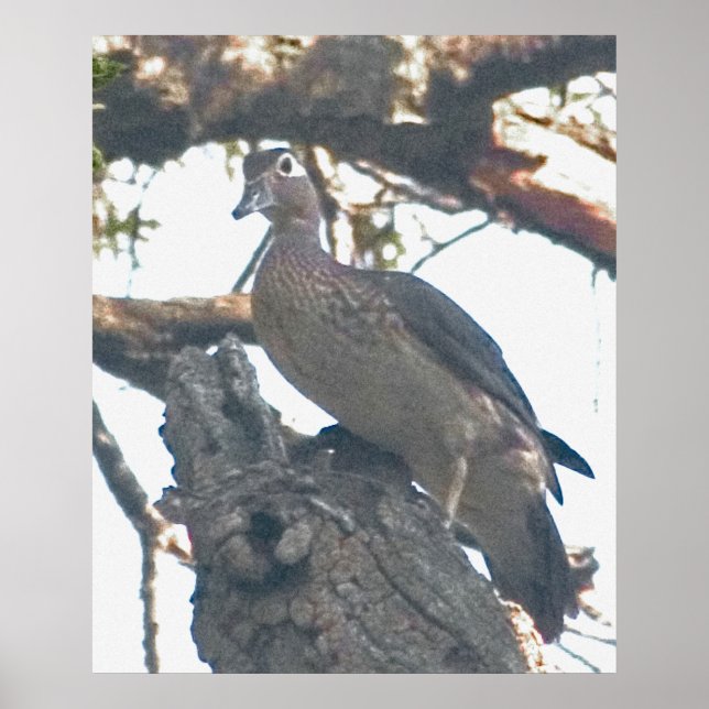 Hen Woodduck Poster (Framsidan)