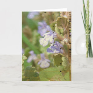 Henbit Kort