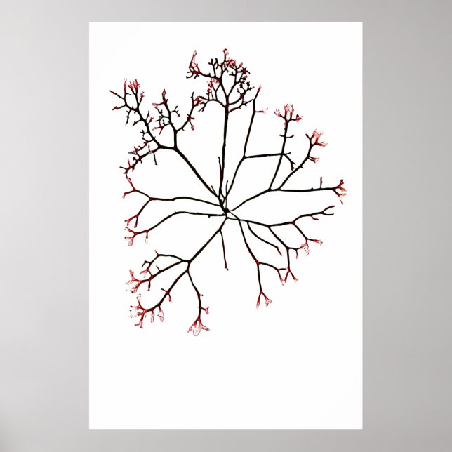 Henry Bradbury är pressad Sjögräs 40 Poster (Framsidan)