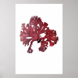 Henry Bradbury är pressad Sjögräs 7 av 10 Poster