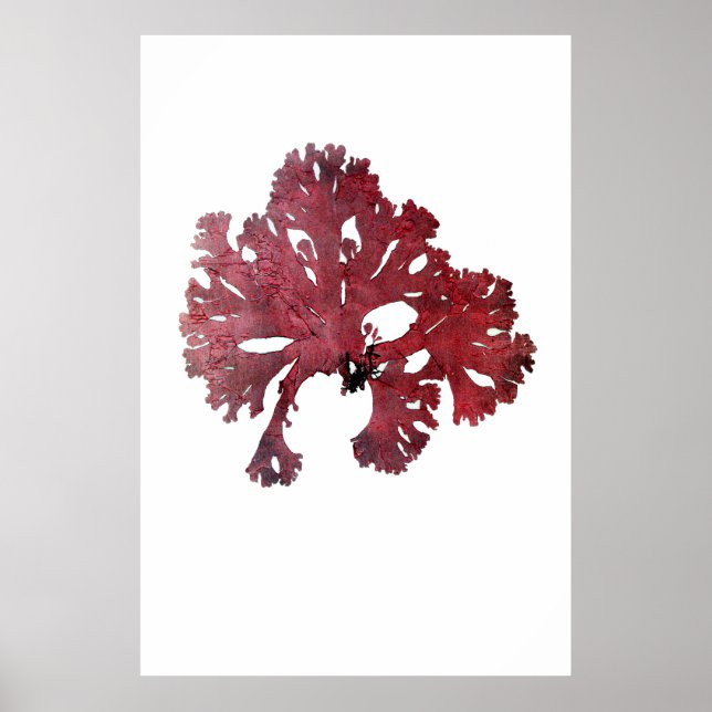 Henry Bradbury är pressad Sjögräs 7 av 10 Poster (Framsidan)