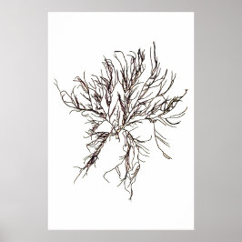 Henry Bradbury är pressad Sjögräs sjätte av tio Poster