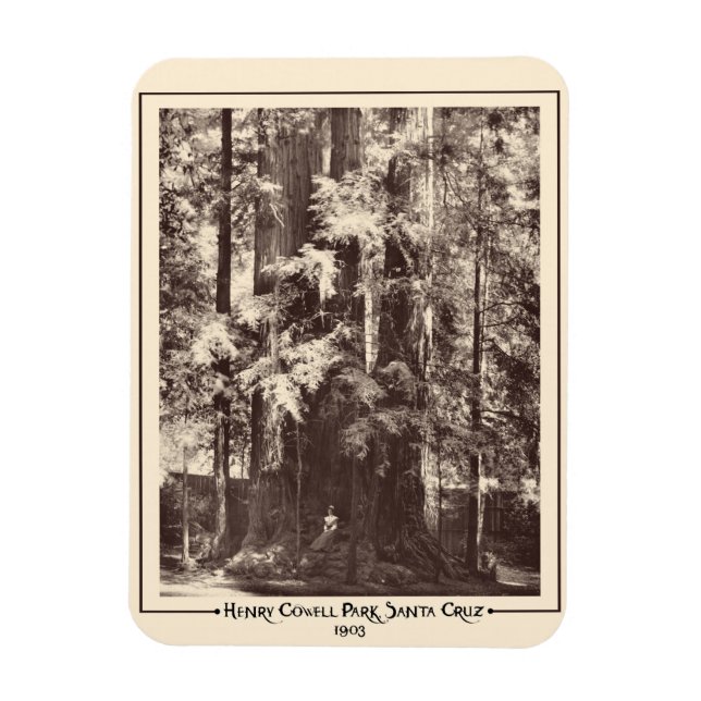 Henry Cowell Park, Santa Cruz, California 1903 Magnet (Vertikal)