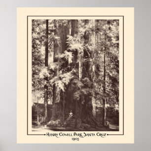 Henry Cowell Park, Santa Cruz, California 1903 Poster