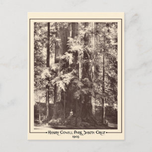 Henry Cowell Park, Santa Cruz, California 1903 Vykort