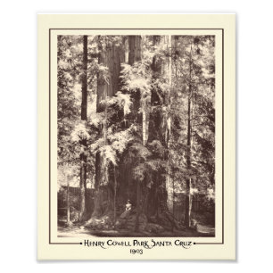 Henry Cowell Park, Santa Cruz, Kalifornien 1903 Fototryck