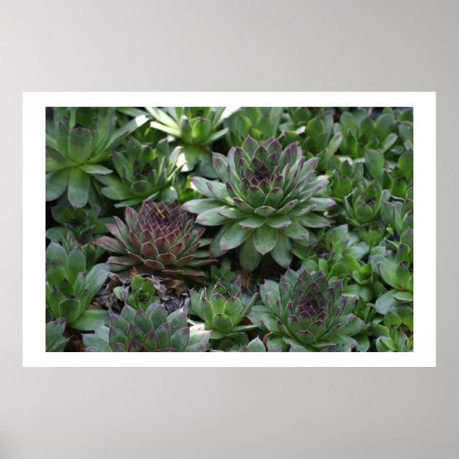 Hens Poster (Framsidan)