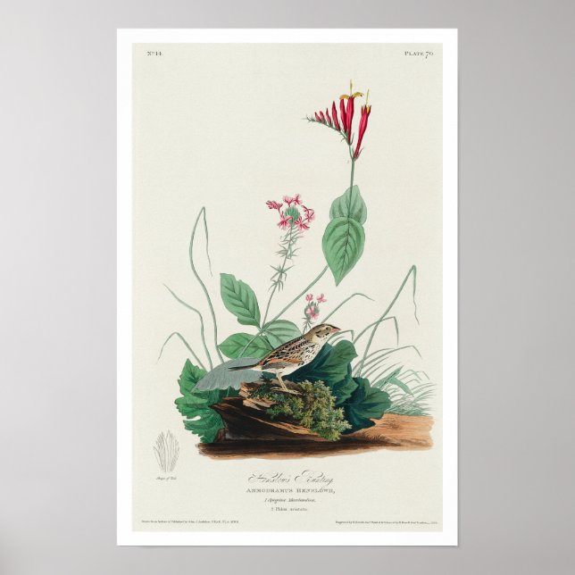 Henslow's Bunting by Audubon Poster (Framsidan)