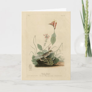 Henslow's Bunting (Sparrow), Audubon Birds America Kort