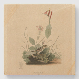 Henslow's Bunting (Sparrow), Audubon Birds America Stenunderlägg
