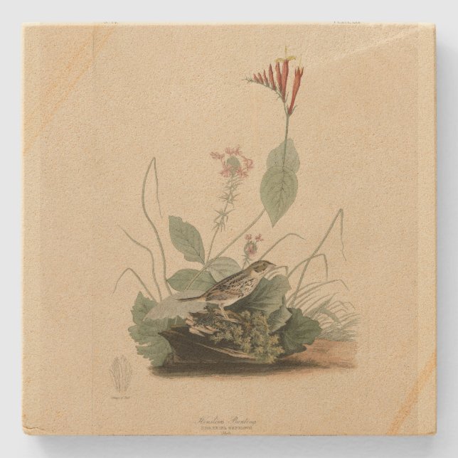 Henslow's Bunting (Sparrow), Audubon Birds America Stenunderlägg (Framsidan)