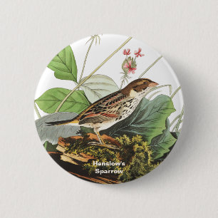 Henslow's Sparrow, Fågelskådare, Audubon Art, Bi Knapp
