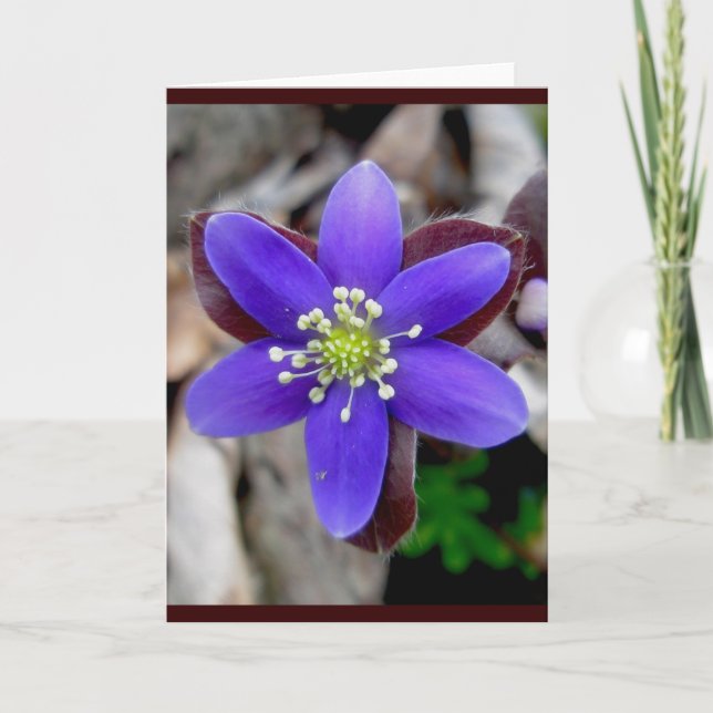 Hepatica Blommar Note Card Helgkort (Framsida)