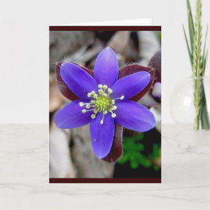 Hepatica Blommar Note Card Helgkort
