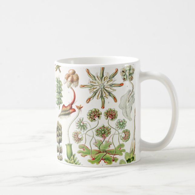 Hepatica Lebermoose av Ernst Haeckel Kaffemugg (Höger)
