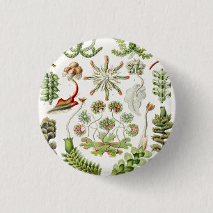 Hepatica Lebermoose av Ernst Haeckel Knapp