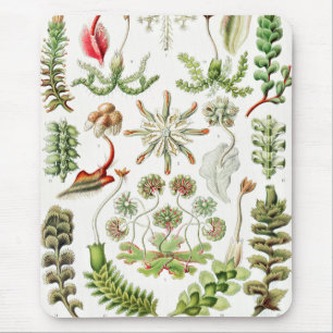 Hepatica Lebermoose av Ernst Haeckel Musmatta