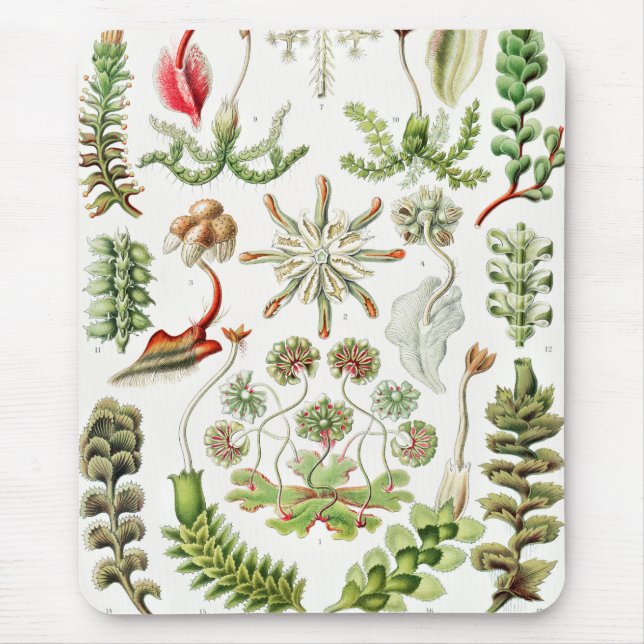 Hepatica Lebermoose av Ernst Haeckel Musmatta (Framsidan)