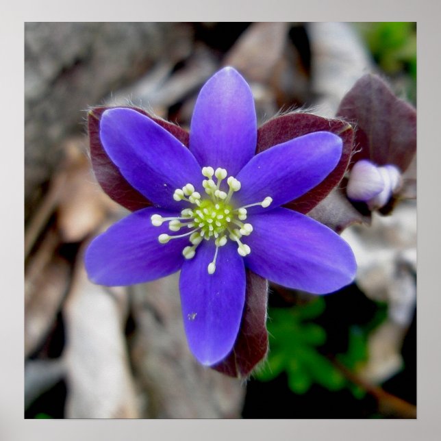 Hepatica Wildblomma Poster (Framsidan)