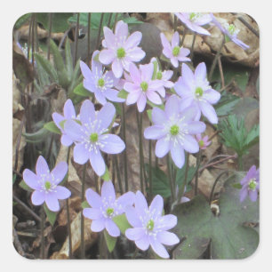 Hepatica Wildblomplantan Fyrkantigt Klistermärke